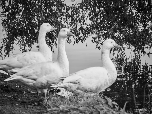 Vista Patos Cardiff Roath Park — Fotografia de Stock