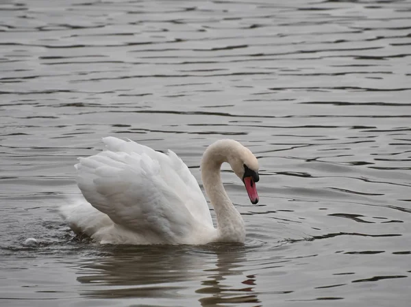 Vista Cisne Roath Park Cardiff — Fotografia de Stock