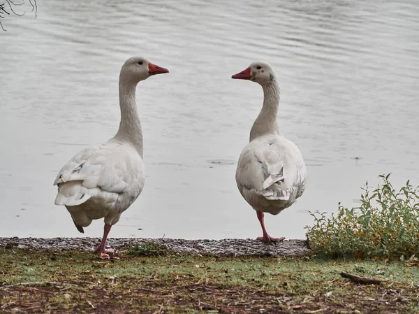 Cardiff Roath Park ördekgörünümü