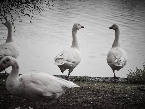 Widok Kaczek Cardiff Roath Park — Zdjęcie stockowe