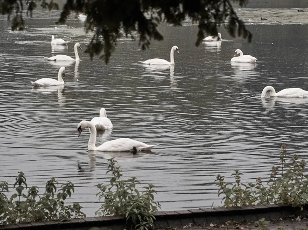 Vista Muitos Cisnes Lago Roath Park Cardiff — Fotografia de Stock