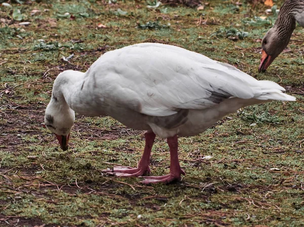 Veduta Delle Anatre Cardiff Roath Park — Foto Stock