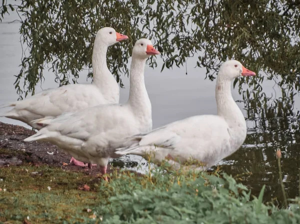 Vista Patos Cardiff Roath Park — Fotografia de Stock