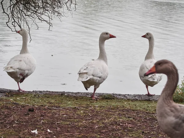 Vista Patos Cardiff Roath Park — Fotografia de Stock