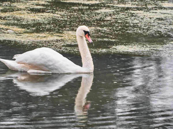 Vista Cisne Roath Park Cardiff — Fotografia de Stock