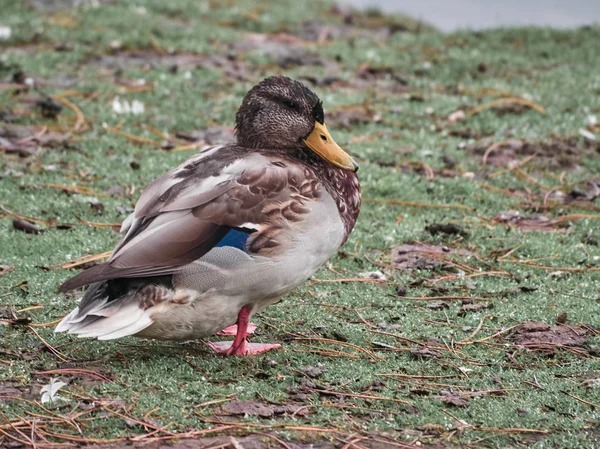 Widok Kaczek Cardiff Roath Park — Zdjęcie stockowe