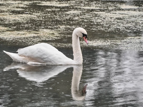 Över Svan Roath Park Cardiff — Stockfoto