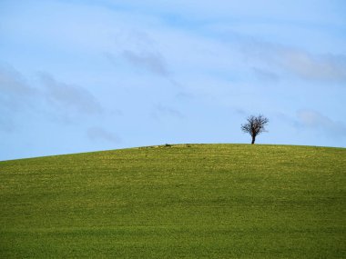 Güneşli bir bahar gününde, güzel yeşil bir tarlada yalnız bir ağaç.