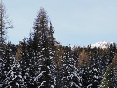 Santa Caterina Valfurva 'da kar dolu ağaçlar, Valtellina