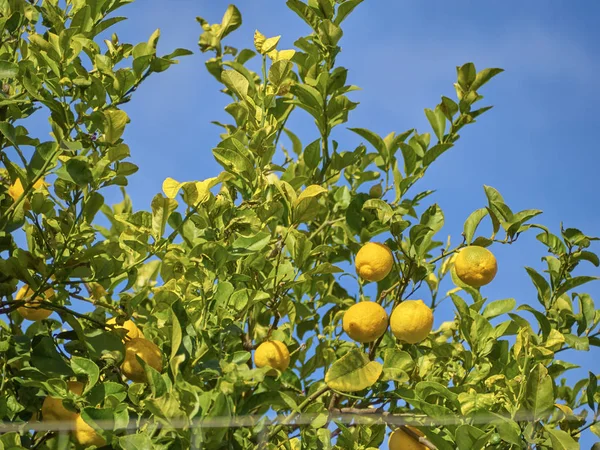 Shot of a lemon tree and its lemons protected by an enclosure