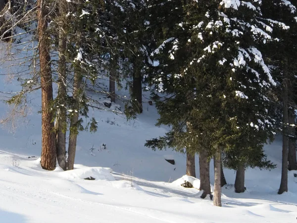 Stromy Plné Sněhu Santa Caterina Valfurva Valtellina — Stock fotografie