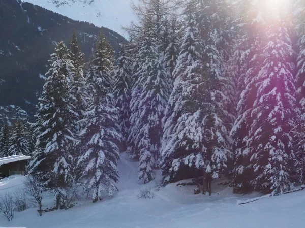 Stromy Plné Sněhu Santa Caterina Valfurva Valtellina — Stock fotografie