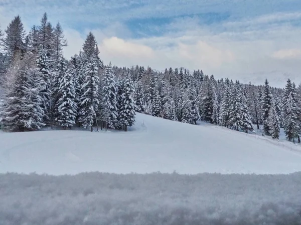 Stromy Plné Sněhu Santa Caterina Valfurva Valtellina — Stock fotografie