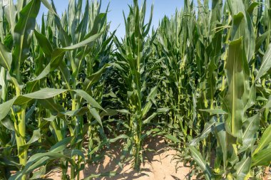Sicilya 'da bir mısır tarlası