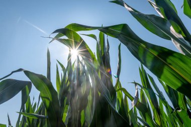 Sicilya 'da bir mısır tarlası