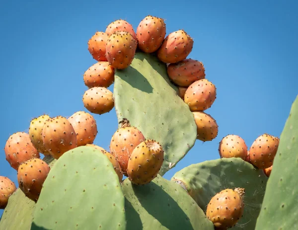 Close up view of a Prickly Pear plant — Stock Photo, Image