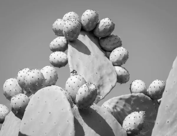 Vue rapprochée d'une Prickly Pear plant — Photo