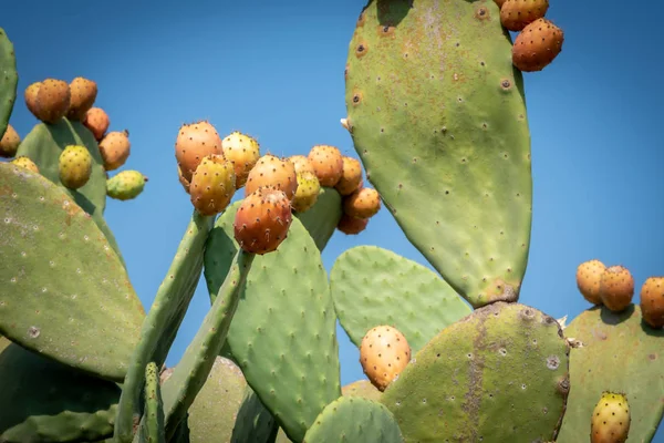 Close up view of a Prickly Pear plant — Stock Photo, Image