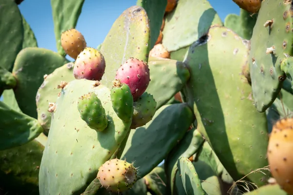 Close up view of a Pricly Pear plant — Stock Photo, Image
