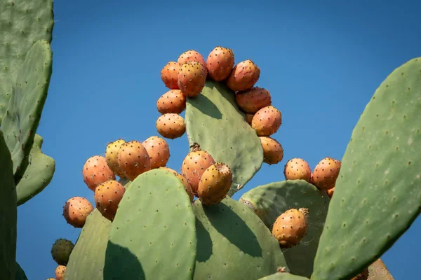 Vista de perto de uma planta Prickly Pear — Fotografia de Stock