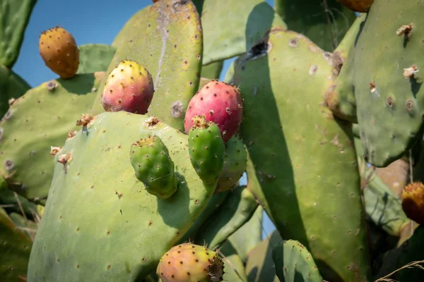 Close up view of a Pricly Pear plant — Stock Photo, Image