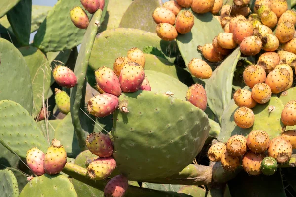 Close-up zicht op een stekelige perenplant — Stockfoto