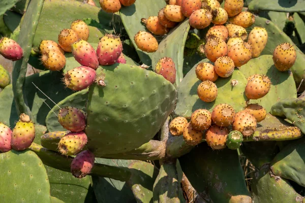 Vue rapprochée d'une Prickly Pear plant — Photo