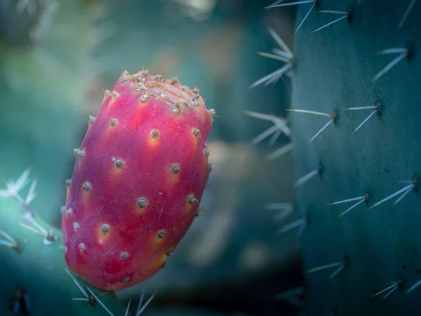 Vue Rapprochée Une Prickly Pear Plant Ses Fruits Devenant Couleur — Photo