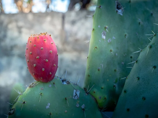 Close View Prickly Pear Plant Its Fruits Becoming Red Colored — Stock Photo, Image