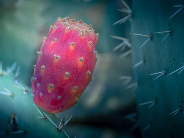 Vue Rapprochée Une Prickly Pear Plant Ses Fruits Devenant Couleur — Photo