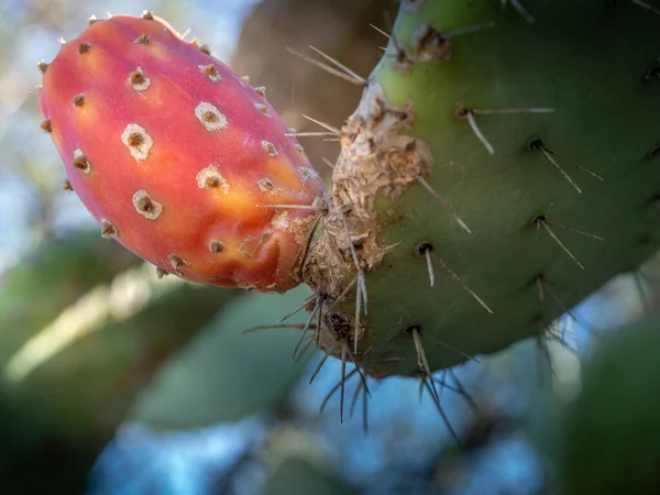 Close View Prickly Pear Plant Its Fruits Becoming Red Colored — Stock Photo, Image