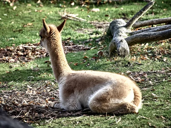 Tournage D Un Bebe Lama Gros Plan L Art Stock Photo