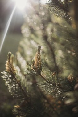 Bahçedeki köknar konisi.