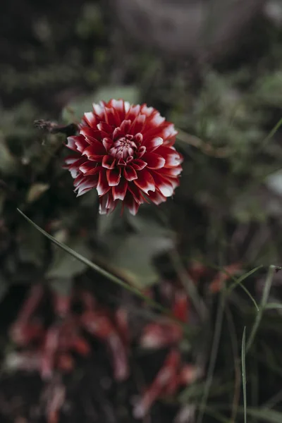 Bahçedeki kestane rengi Dahlia