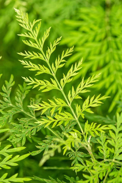 Grönt blad bakgrund. — Stockfoto