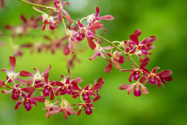 Orkidéblomma i trädgården. — Stockfoto