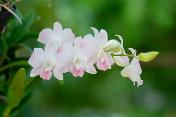 Orchid flower in garden. — Stock Photo, Image
