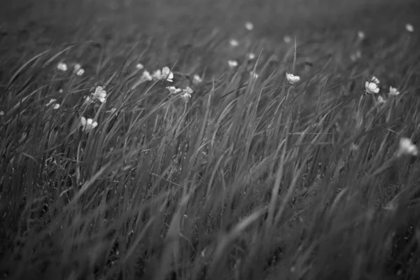 Herbe Avec Des Fleurs Dans Champ Dans Vent Monochrome — Photo