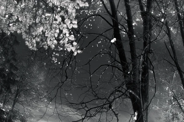 Árboles Parque Por Noche Foto Blanco Negro — Foto de Stock