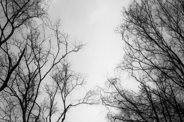Tree branches on a background of gray sky. Black and white photography.
