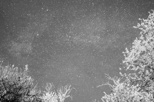 Cielo Estrellado Árboles Foto Blanco Negro —  Fotos de Stock