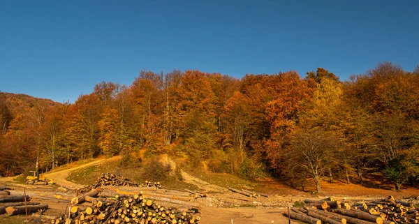 Вид Красивый Цветной Лес Окруженный Бревнами Копаниями Солнечный Осенний День — стоковое фото