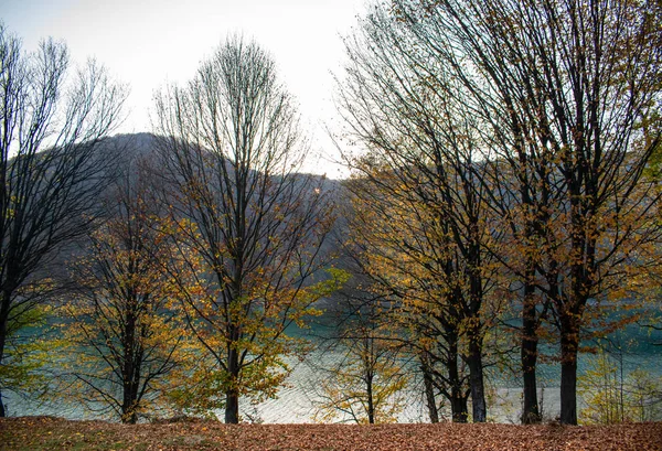 Belle Vue Travers Les Arbres Lac Entouré Forêts Par Une — Photo