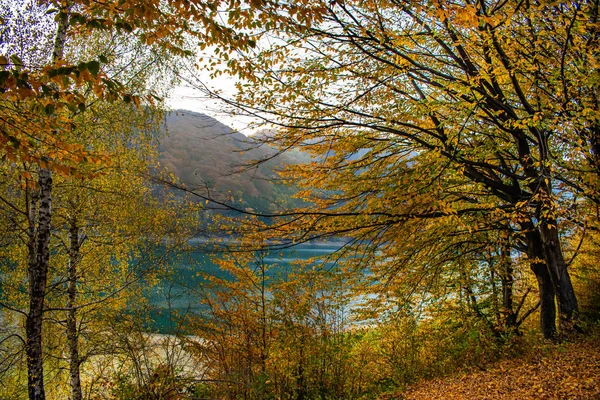 가을의 숲으로 둘러싸인 호수의 나무들 사이로 아름다운 — 스톡 사진