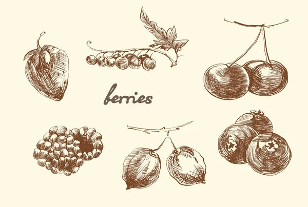 Set of berries. Sketch. Pencil drawing. Vector — Stock Vector