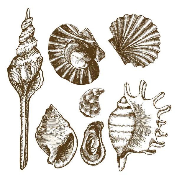 海洋集贝壳, 贻贝和软体动物。向量 — 图库矢量图片