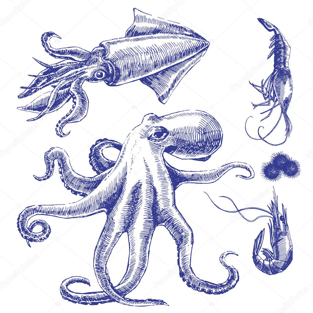 Sea set with octopus, squid, shrimps. Vector