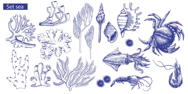 Gruppe von Meeresbewohnern und Korallen. Vektorillustration Stockillustration