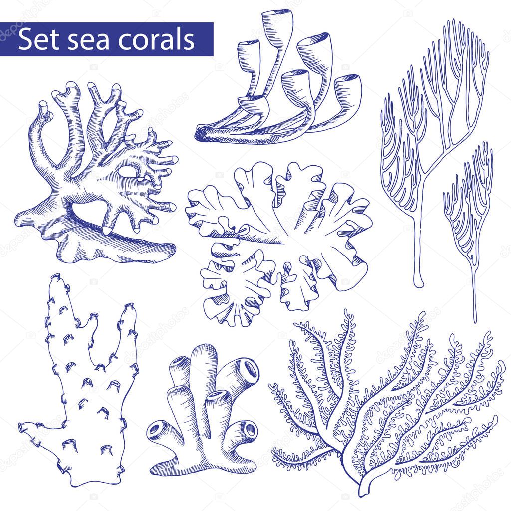 set of corals. Sketch. Underwater plants. Vector