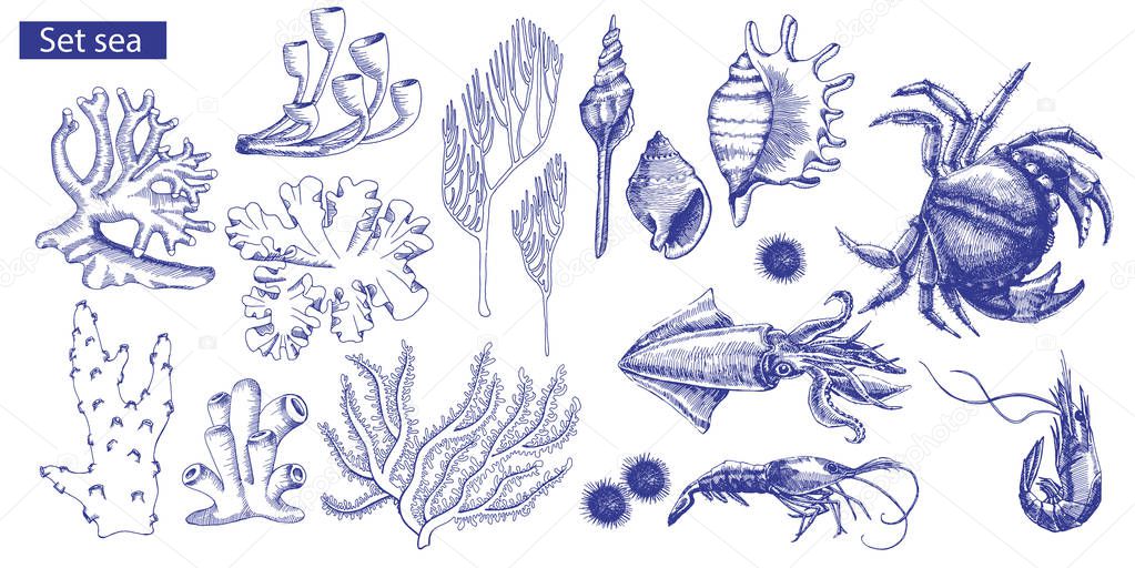 Set of marine inhabitants and corals. Vector illustration